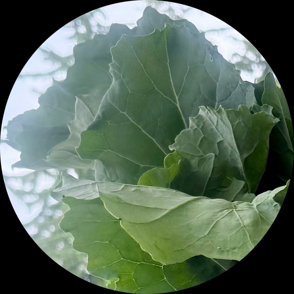 richfischl